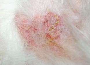 圖3:京巴犬軀干上的結(jié)痂和紅斑