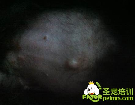 狗狗氣肚臍