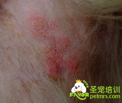 狗狗皮膚病