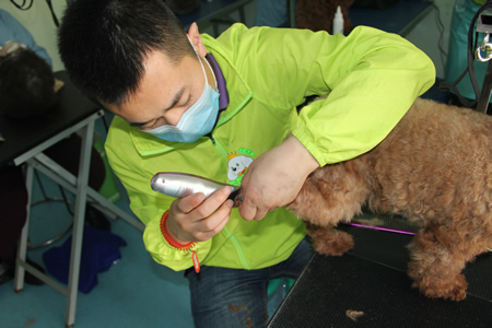 圣寵學(xué)員貴賓犬護(hù)理課程