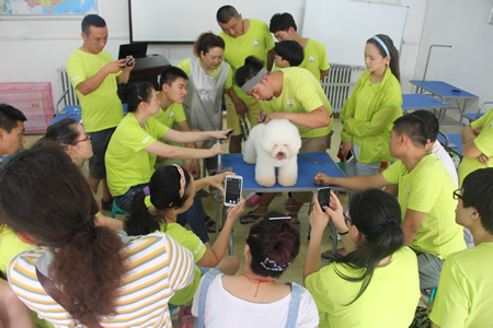 圣寵寵物美容學校24期：比熊犬美容講解示范