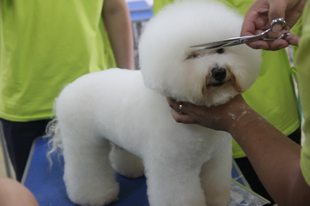 圣寵寵物美容學校24期：比熊犬美容講解示范