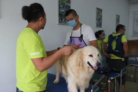 姜老師指導學員金毛犬修剪