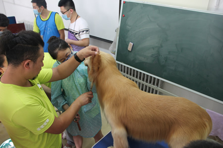 姜老師指導24期學員金毛犬頭部修飾方法