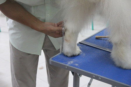 薩摩耶犬腳部的修剪方法講解