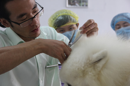 對薩摩耶犬耳部的修剪方法講解