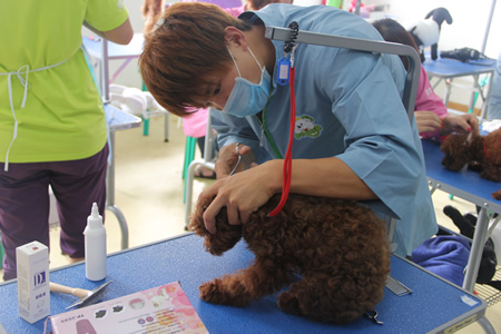 圣寵寵物美容學(xué)校25期:犬只洗澡實操課程