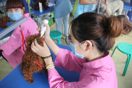圣寵寵物美容學(xué)校25期:犬只洗澡實操課程