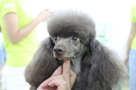 圣寵寵物美容學(xué)校25期：貴賓犬運(yùn)動(dòng)裝束示范講解