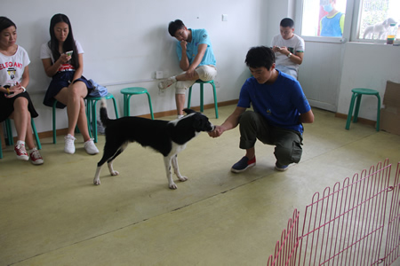 圣寵23期學(xué)員訓(xùn)犬實(shí)操課程