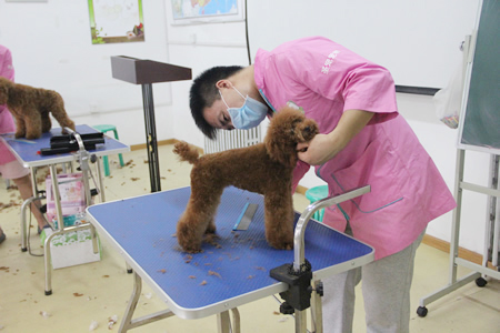 圣寵寵物美容學(xué)校23期學(xué)員畢業(yè)考核