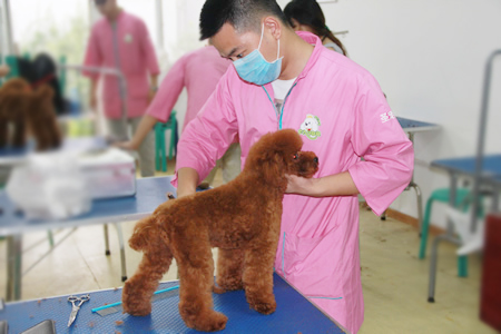 北京寵物美容培訓學校怎樣