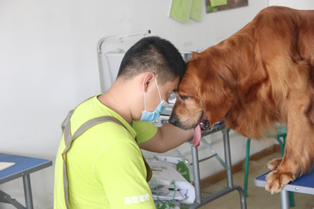 圣寵25期學員金毛犬修剪實操課