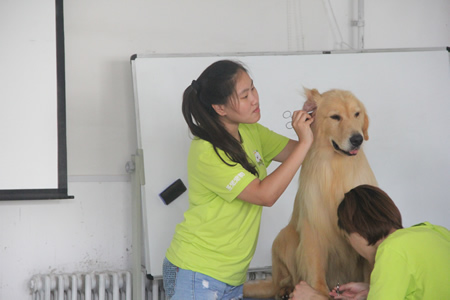 圣寵25期學員金毛犬修剪實操課