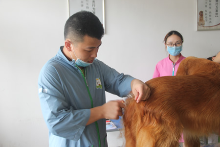 圣寵25期學員金毛犬修剪實操課