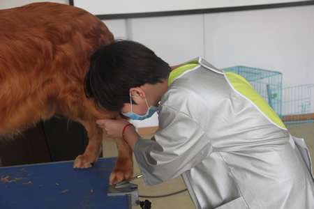 圣寵25期學員金毛犬修剪實操課