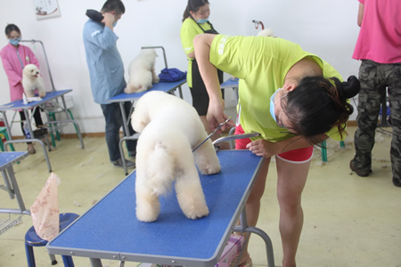 圣寵寵物美容學校25期:比熊犬實操練習