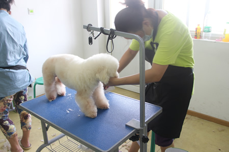 圣寵寵物美容學校25期:比熊犬實操練習