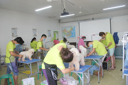 圣寵寵物美容學校25期:比熊犬實操練習