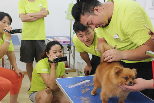 圣寵26期學員博美犬美容示范講解