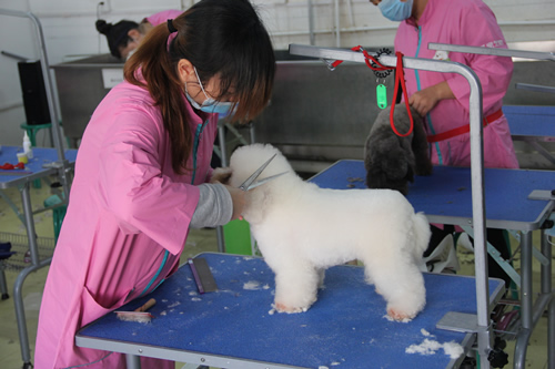 圣寵28期學員混合實操之比熊犬美容實操