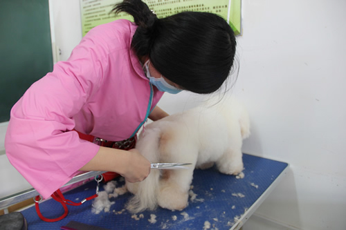 28期學(xué)員比熊犬美容修剪實(shí)操練習(xí)