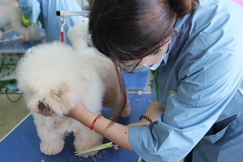 圣寵寵物美容學校28期班比熊犬實操修剪練習