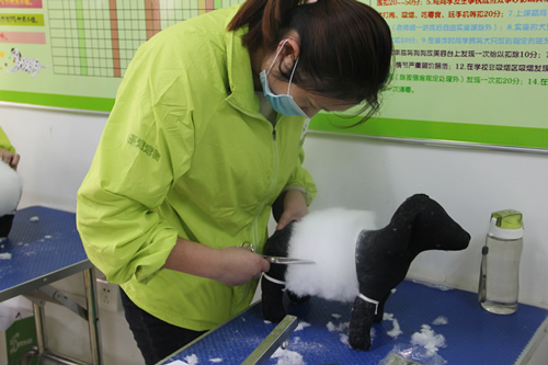 圣寵寵物美容學校30期:模特狗修剪練習