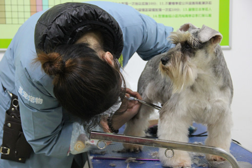 學寵物美容去哪里好