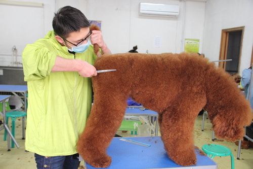 學寵物美容哪個學校最好