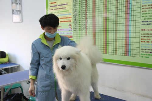 學寵物美容哪個學校最好