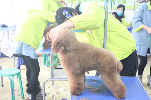 學寵物美容到專業的學校