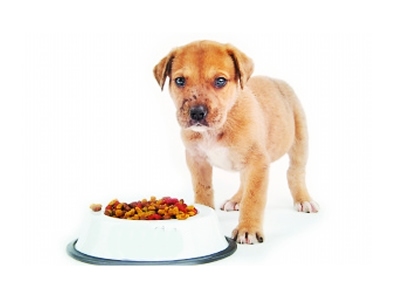狗狗挑食怎么辦