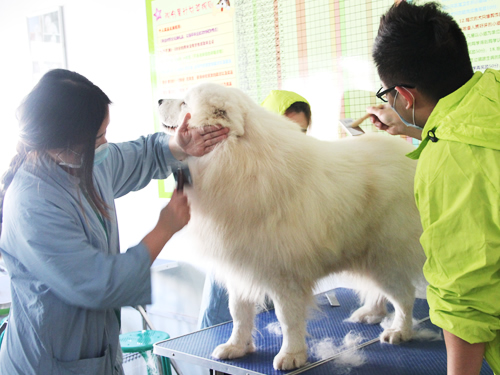 圣寵寵物美容學校分享薩摩耶美容