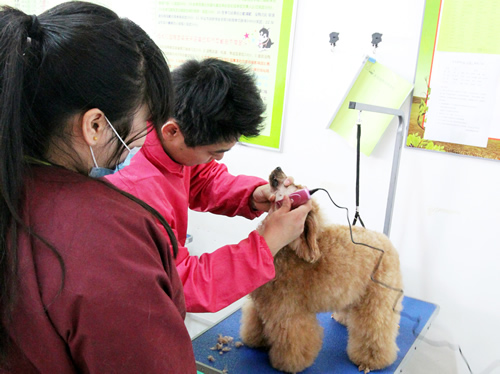 黃偉老師指導34期班貴賓犬運動裝實操