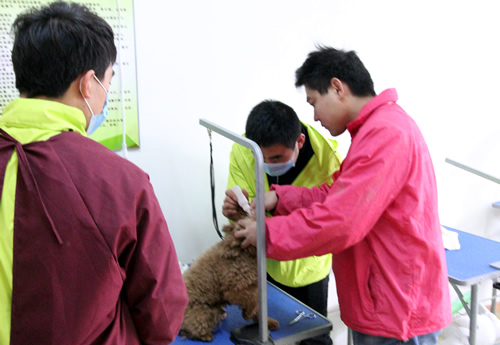 黃偉老師指導34期班貴賓犬運動裝實操
