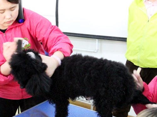 貴賓犬美容造型全過程