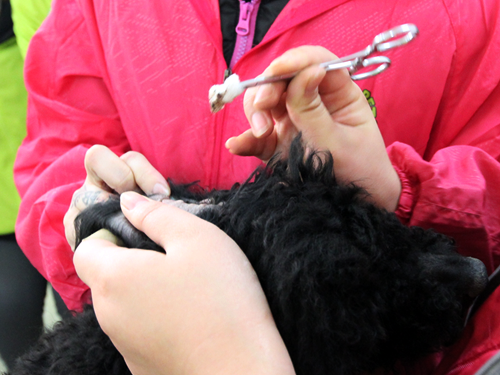 貴賓犬美容造型全過程