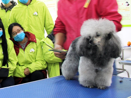 貴賓犬美容造型全過程