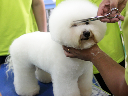 比熊犬美容造型全過程