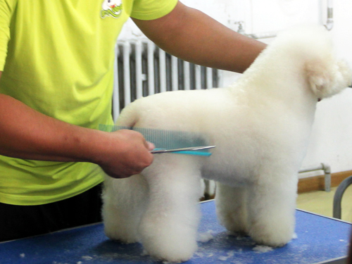 比熊犬美容造型全過程