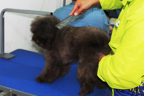 泰迪犬美容造型全過程