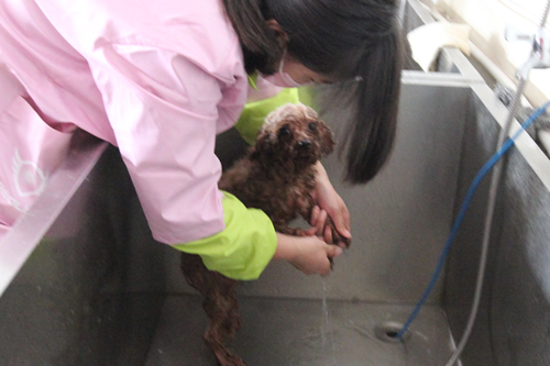 泰迪犬美容造型全過程