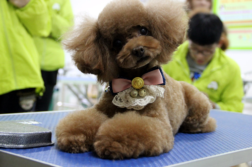 泰迪犬美容造型全過程