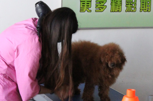 泰迪犬美容造型全過程