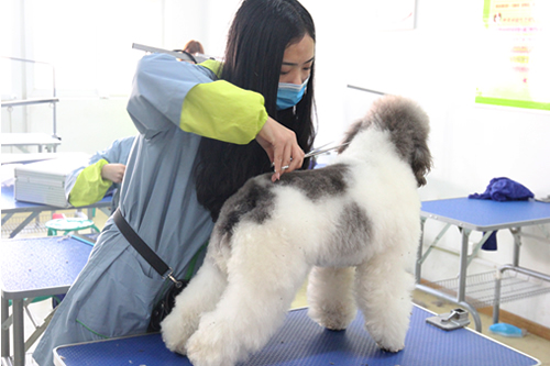 如何快速學會寵物美容技術