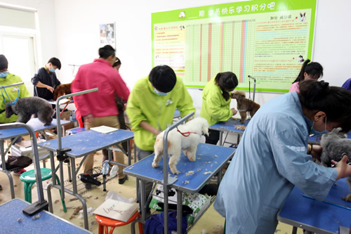 在寵物店能學會寵物美容技術嗎