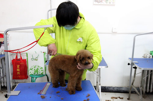 現在寵物美容師行業怎么樣