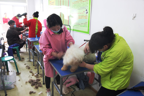 河北學寵物美容怎么樣