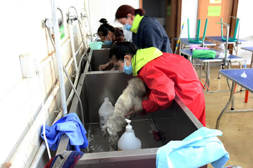 河北學寵物美容怎么樣